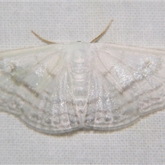 Problepsis clemens (GEOMETRIDAE, Sterrhinae) by PJH123