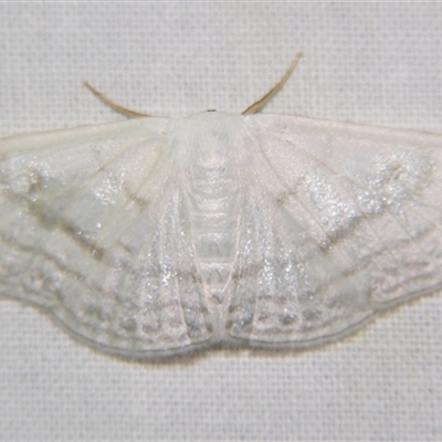 Problepsis clemens (GEOMETRIDAE, Sterrhinae) at  - suppressed by PJH123