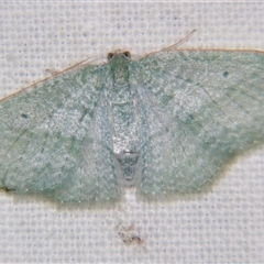 Poecilasthena thalassias (Sea-blue Delicate) at Tamborine Mountain, QLD - 27 Apr 2013 by PJH123