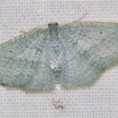 Poecilasthena thalassias (Sea-blue Delicate) at Tamborine Mountain, QLD - 27 Apr 2013 by PJH123
