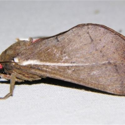 Oxycanus beltista (A Swift or Ghost Moth) at  - suppressed by PJH123