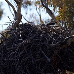Icthyophaga leucogaster (White-bellied Sea-Eagle) at Googong, NSW - 7 Aug 2025 by jb2602