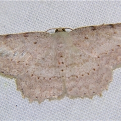 Luxiaria ochrophara (A Geometer moth (Dipitychini) by PJH123