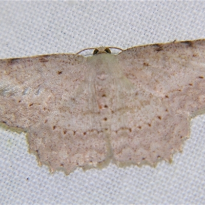 Luxiaria ochrophara (A Geometer moth (Dipitychini) at  - suppressed by PJH123