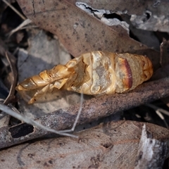 Hepialidae (family) IMMATURE (Unidentified IMMATURE Swift or Ghost Moth) at Hawker, ACT - 6 Aug 2025 by AlisonMilton