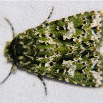 Thalatha bryochlora (Noctuidae, Acronictinae) at  - suppressed by PJH123