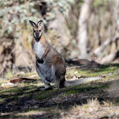 Notamacropus rufogriseus (Red-necked Wallaby) at Hawker, ACT - 6 Aug 2025 by AlisonMilton