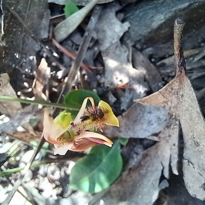 Chiloglottis curviclavia (Bird Orchid) at Wog Wog, NSW - 29 Jan 2024 by Liam.m