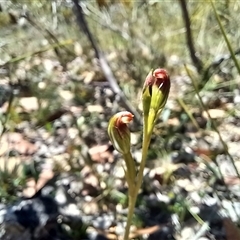 Speculantha furva (Swarthy Tiny Greenhood) at Wog Wog, NSW - 29 Jan 2024 by Liam.m