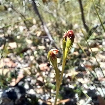 Speculantha furva (Swarthy Tiny Greenhood) at Wog Wog, NSW - 29 Jan 2024 by Liam.m