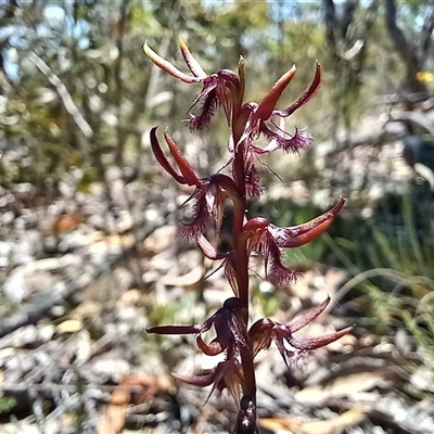 Corunastylis superba at Wog Wog, NSW - 29 Jan 2024 by Liam.m