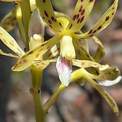 Dipodium interaneum (Yellow Hyacinth Orchid) by Liam.m