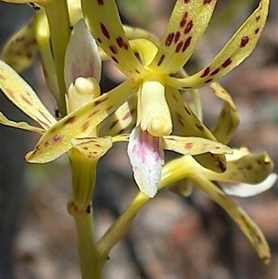 Dipodium interaneum (Yellow Hyacinth Orchid) at  - suppressed by Liam.m