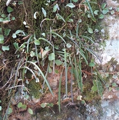 Dockrillia striolata (Streaked Rock Orchid) at North Nowra, NSW - 18 Nov 2023 by Liam.m