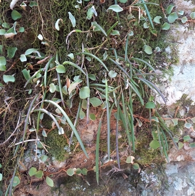 Dockrillia striolata (Streaked Rock Orchid) at North Nowra, NSW - 18 Nov 2023 by Liam.m