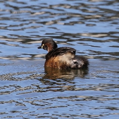 Tachybaptus novaehollandiae (Australasian Grebe) at Tralee, NSW - 8 Aug 2025 by RodDeb