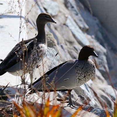 Chenonetta jubata (Australian Wood Duck) at Tralee, NSW - 8 Aug 2025 by RodDeb