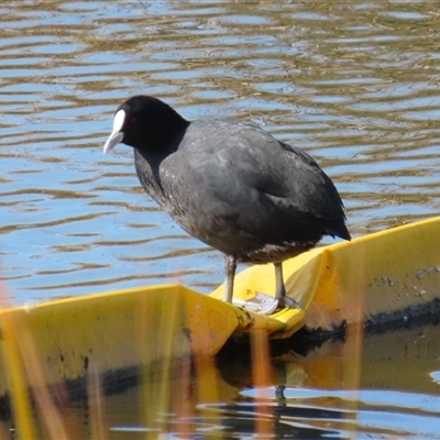 Fulica atra (Eurasian Coot) at Tralee, NSW - 8 Aug 2025 by RodDeb
