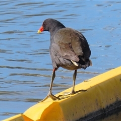 Gallinula tenebrosa (Dusky Moorhen) at Tralee, NSW - 8 Aug 2025 by RodDeb