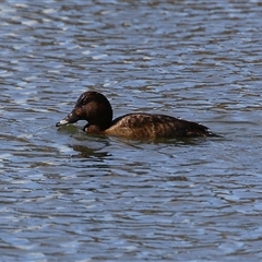 Aythya australis (Hardhead) at Tralee, NSW - 8 Aug 2025 by RodDeb
