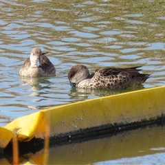 Anas gracilis (Grey Teal) at Tralee, NSW - 8 Aug 2025 by RodDeb