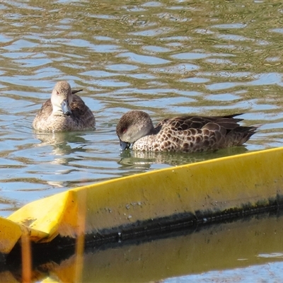 Anas gracilis (Grey Teal) at Tralee, NSW - 8 Aug 2025 by RodDeb