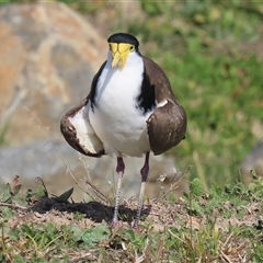 Vanellus miles (Masked Lapwing) at Tralee, NSW - 8 Aug 2025 by RodDeb