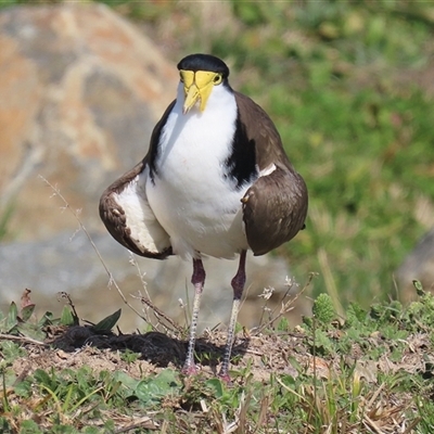 Vanellus miles (Masked Lapwing) at Tralee, NSW - 8 Aug 2025 by RodDeb