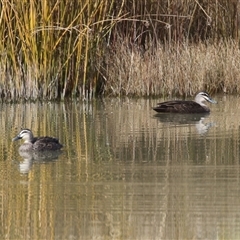 Anas superciliosa (Pacific Black Duck) at Tralee, NSW - 8 Aug 2025 by RodDeb