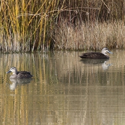 Anas superciliosa (Pacific Black Duck) at Tralee, NSW - 8 Aug 2025 by RodDeb