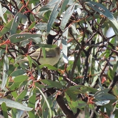 Smicrornis brevirostris (Weebill) at Tralee, NSW - 8 Aug 2025 by RodDeb