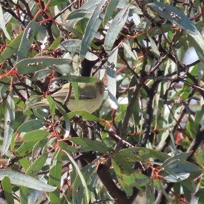 Smicrornis brevirostris (Weebill) at Tralee, NSW - 8 Aug 2025 by RodDeb