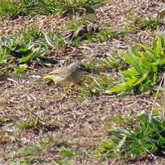 Acanthiza chrysorrhoa (Yellow-rumped Thornbill) at Tralee, NSW - 8 Aug 2025 by RodDeb