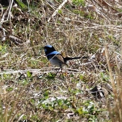 Malurus cyaneus (Superb Fairywren) at Tralee, NSW - 8 Aug 2025 by RodDeb