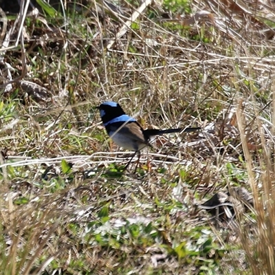 Malurus cyaneus (Superb Fairywren) at Tralee, NSW - 8 Aug 2025 by RodDeb