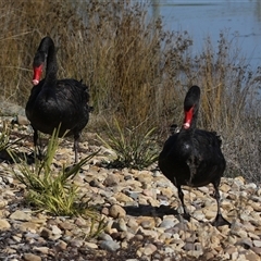 Cygnus atratus (Black Swan) at Tralee, NSW - 8 Aug 2025 by RodDeb