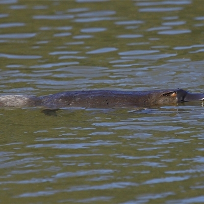 Ornithorhynchus anatinus (Platypus) at Paddys River, ACT - 6 Aug 2025 by TimL