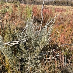 Ozothamnus cupressoides (Kerosine Bush) at Cabramurra, NSW - 8 Aug 2025 by Jennybach