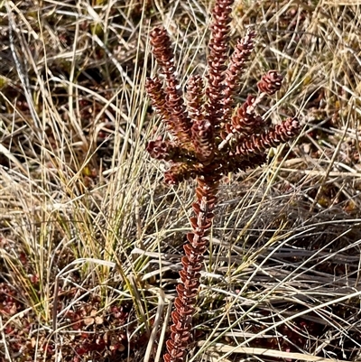 Epacris microphylla (Coral Heath) at Broken Dam, NSW - 8 Aug 2025 by Jennybach