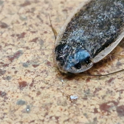 Calolampra sp. (genus) (Bark cockroach) at Lyneham, ACT - 4 Aug 2025 by trevorpreston