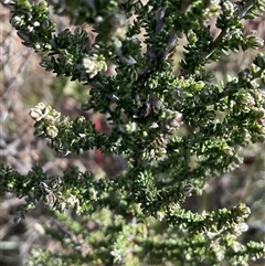 Olearia algida (Alpine Daisy Bush) at Broken Dam, NSW - 8 Aug 2025 by Jennybach