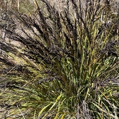 Gahnia subaequiglumis (Bog Saw-sedge) at Tharwa, ACT - 8 Aug 2025 by JaneR