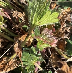 Geranium antrorsum (Rosetted Cranesbill) at Cabramurra, NSW - 8 Aug 2025 by Jennybach