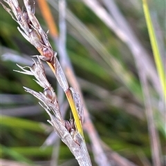 Machaerina gunnii (Slender Twig-rush) at Tharwa, ACT - 8 Aug 2025 by JaneR