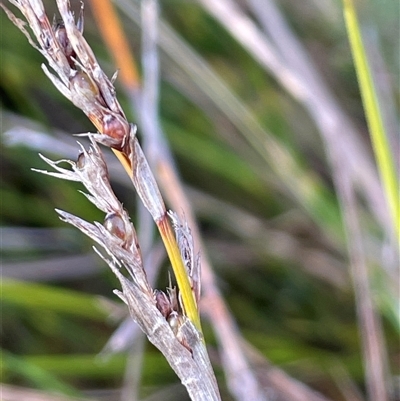 Machaerina gunnii (Slender Twig-rush) at Tharwa, ACT - 8 Aug 2025 by JaneR