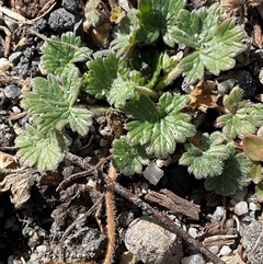 Geranium antrorsum (Rosetted Cranesbill) at Cabramurra, NSW - 8 Aug 2025 by Jennybach