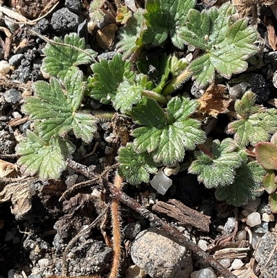Geranium antrorsum (Rosetted Cranesbill) at Cabramurra, NSW - 8 Aug 2025 by Jennybach