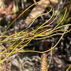Empodisma minus (Spreading Rope-rush) at Tharwa, ACT - 8 Aug 2025 by JaneR