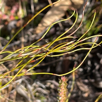 Empodisma minus (Spreading Rope-rush) at Tharwa, ACT - 8 Aug 2025 by JaneR