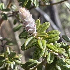 Oxylobium ellipticum (Common Shaggy Pea) at Tharwa, ACT - 8 Aug 2025 by JaneR